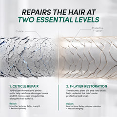 How the system repairs the cuticle and F-layer